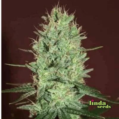 Auto Amnesia Seed > Linda Seeds | Cannabis seeds recommendations  |  Cheap Cannabis