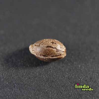 Auto Amnesia Seed > Linda Seeds | Cannabis seeds recommendations  |  Cheap Cannabis