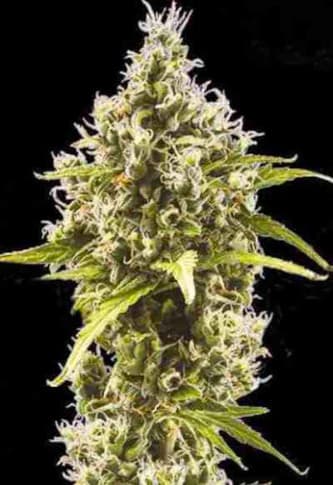 Auto Amnesia Platinum > Bulk Seed Bank | Autoflowering Hanfsamen  |  Sativa