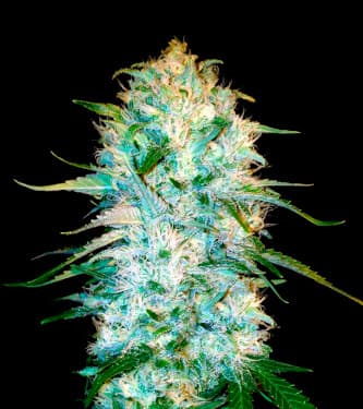 Auto Amnesia Platinum > Bulk Seed Bank | Autoflowering Cannabis   |  Sativa