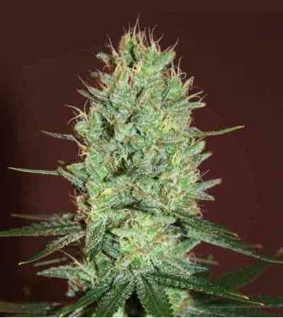 Auto Amnesia > Linda Seeds | Cannabis seeds recommendations  |  Cheap Cannabis