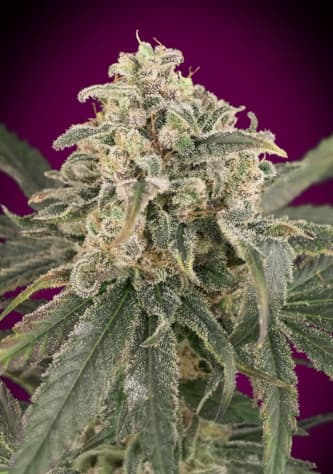 Auto Amnesia XXL > Advanced Seeds | Autoflowering Hanfsamen  |  Sativa