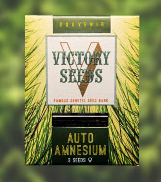 Auto Amnesium > Victory Seeds | Graines Autofloraison  |  Sativa