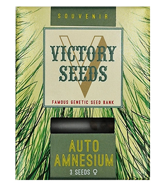 Auto Amnesium > Victory Seeds | Autoflowering Cannabis   |  Sativa