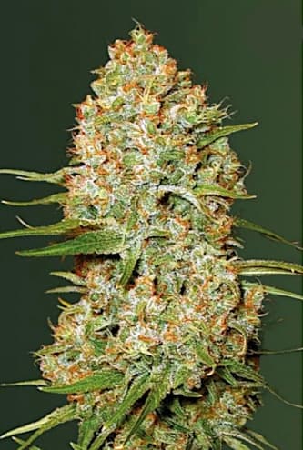 Auto Amnesium > Victory Seeds | Semillas autoflorecientes  |  Sativa