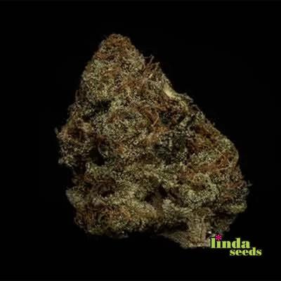 Auto Apple Fritter semilla > Linda Seeds | Semillas de marihuana autoflorecientes  |  Híbrido