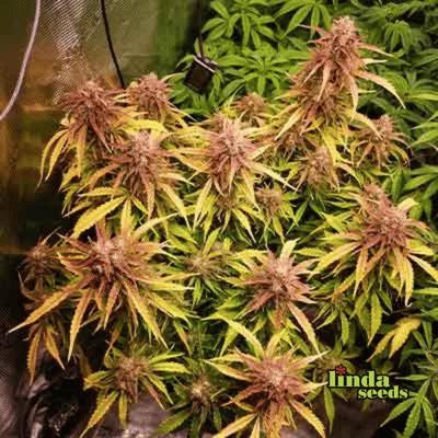 Auto Apple Fritter semilla > Linda Seeds | Semillas de marihuana autoflorecientes  |  Híbrido