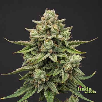 Apple-Fritter Auto (Linda-Seeds)