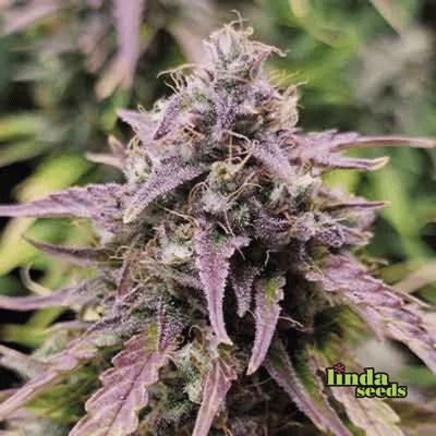 Auto Apple Fritter semilla > Linda Seeds | Semillas de marihuana autoflorecientes  |  Híbrido