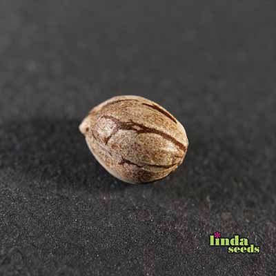 Auto Apple Fritter semilla > Linda Seeds | Semillas de marihuana autoflorecientes  |  Híbrido