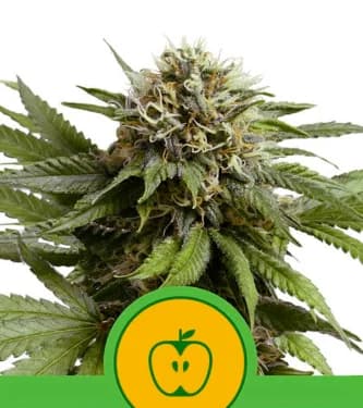 Auto Apple Fritter > Royal Queen Seeds | Autoflowering Cannabis   |  Indica