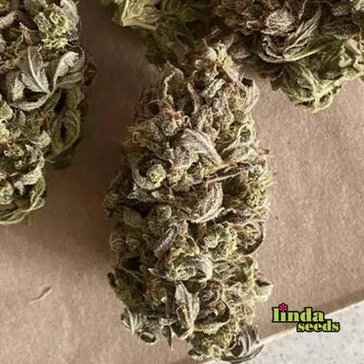 Auto Apricot graines > Linda Seeds | Graines de cannabis autoflo  |  Indica
