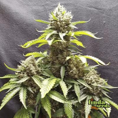 Auto Apricot graines > Linda Seeds | Graines de cannabis autoflo  |  Indica
