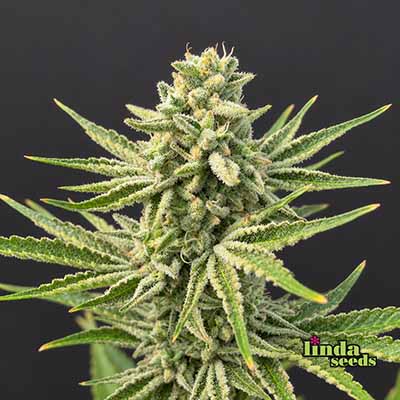 Auto Apricot > Linda Seeds