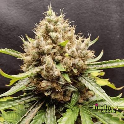 Auto Apricot > Linda Seeds