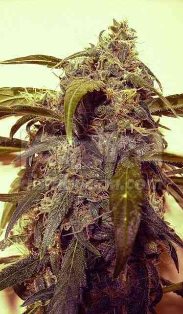 Auto Assassin semilla > Short Stuff Seeds | Semillas de marihuana autoflorecientes  |  Sativa