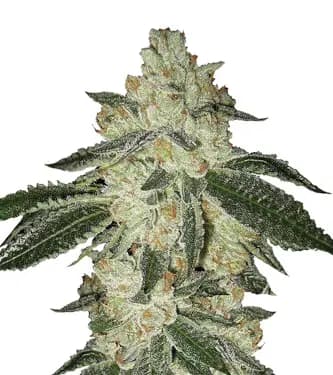 Auto Aurora Indica > Nirvana | Graines Autofloraison  |  Indica