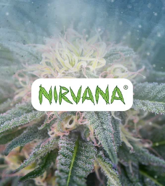 Auto Aurora Indica > Nirvana | Autoflowering Cannabis   |  Indica