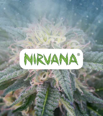 Auto Aurora Indica > Nirvana | Graines Autofloraison  |  Indica