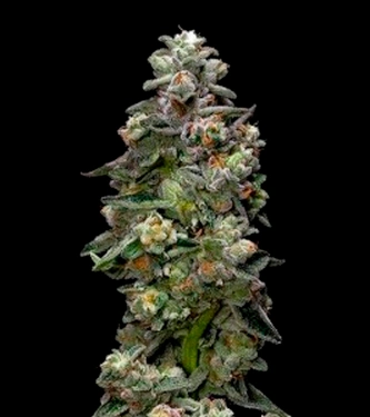 Auto Bakers Delight > DNA Genetics | Graines Autofloraison  |  Indica