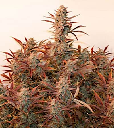 Auto Banana Blaze > Dutch Passion | Autoflowering Cannabis   |  Indica