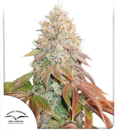 Auto Banana Blaze > Dutch Passion | Graines Autofloraison  |  Indica