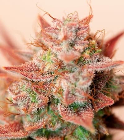 Auto Banana Blaze > Dutch Passion | Graines Autofloraison  |  Indica