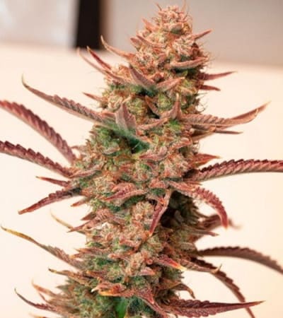 Auto Banana Blaze > Dutch Passion | Semillas de marihuana autoflorecientes  |  Índica