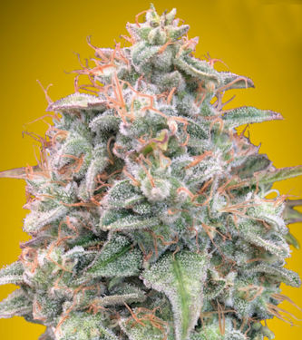 Auto Banana Cookies > Advanced Seeds | Graines Autofloraison  |  Hybride