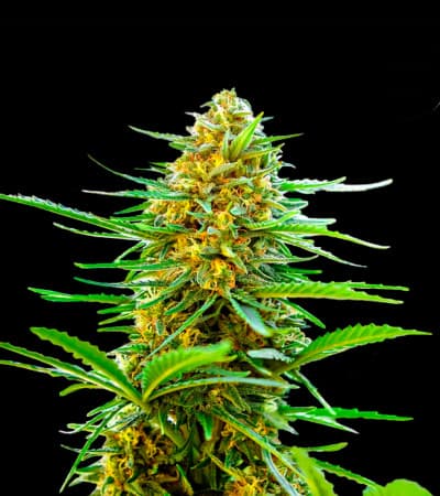 Auto Banana Monkey > Bulk Seed Bank | Graines Autofloraison  |  Hybride