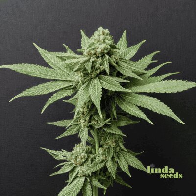 Auto Banana Punch semilla > Linda Seeds | NUESTRAS RECOMENDACIONES DE SEMILLAS DE MARIHUANA  |  Semillas Baratas