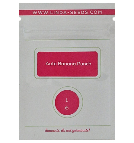 Auto Banana Punch > Linda Seeds | Hanfsamen Empfehlungen  |  Günstige Hanfsamen