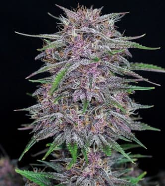 Auto Banana Purple Punch > Fast Buds Company | Autoflowering Hanfsamen  |  Indica