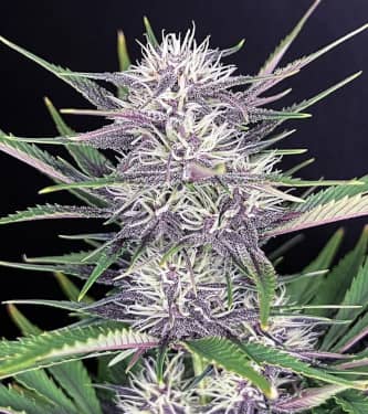 Auto Banana Purple Punch > Fast Buds Company | Autoflowering Hanfsamen  |  Indica