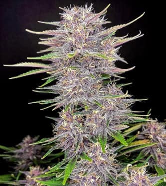 Auto Banana Purple Punch > Fast Buds Company | Autoflowering Hanfsamen  |  Indica