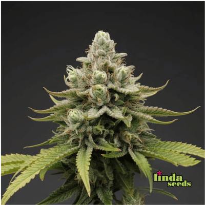 Auto Berghain Bouncer > Linda Seeds
