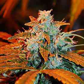 Auto Berry > G13 Labs | Autoflowering Cannabis   |  Hybrid