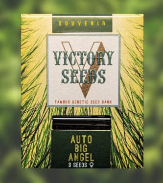 Auto Big Angel > Victory Seeds | Semillas autoflorecientes  |  Híbrido