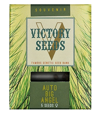 Auto Big Angel > Victory Seeds | Semillas autoflorecientes  |  Híbrido