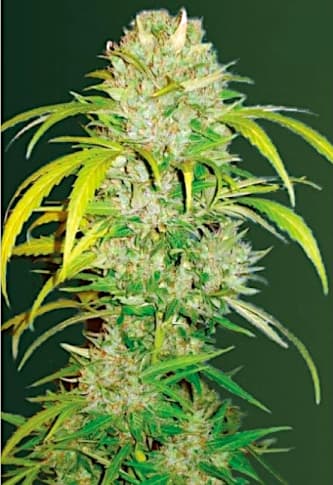Auto Big Angel > Victory Seeds | Autoflowering Cannabis   |  Hybrid