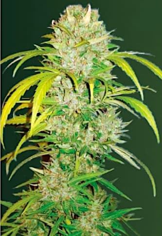 Auto Big Angel > Victory Seeds | Semillas autoflorecientes  |  Híbrido