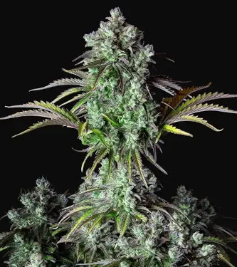 Auto Big Bud > Fast Buds Company | Autoflowering Hanfsamen  |  Indica