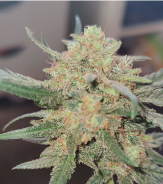 Auto Big Bud > Fast Buds Company | Graines Autofloraison  |  Indica