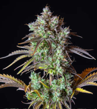 Auto Big Bud > Fast Buds Company | Semillas autoflorecientes  |  Índica