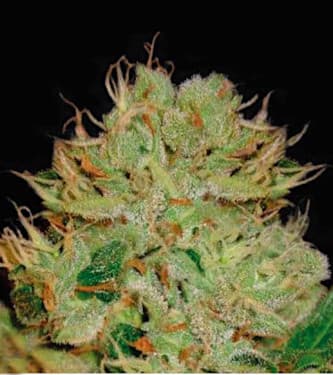 Auto Bigger Bud > Bulk Seed Bank | Semillas autoflorecientes  |  Híbrido