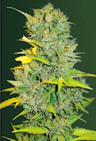 Auto Biggest Bud > Victory Seeds | Graines Autofloraison  |  Hybride