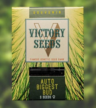 Auto Biggest Bud > Victory Seeds | Autoflowering Hanfsamen  |  Hybrid