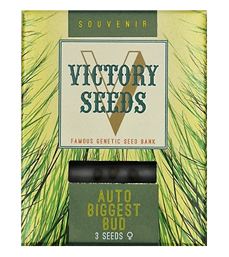 Auto Biggest Bud > Victory Seeds | Autoflowering Hanfsamen  |  Hybrid