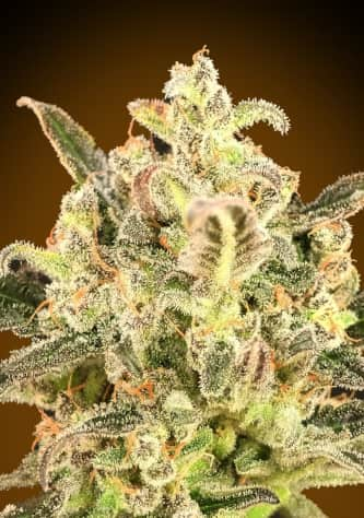 Auto Biodiesel Mass XXL > Advanced Seeds