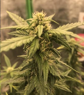 Auto Biscotti > Linda Seeds | Semillas autoflorecientes  |  Índica